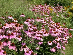 Purple coneflowers... native or not?