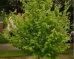 American hornbeam tree's summer foliage.