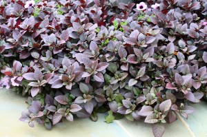 Alternanthera Little Ruby