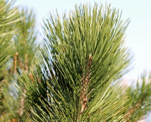Closeup of Bosnian pine needles.