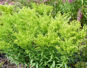 Dwarf goldenrod Little Lemon in flower.