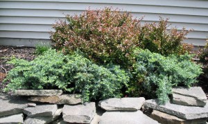 Juniper 'Silver Mist'
