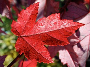 Maple Redpointe leaf in fall. J. Frank Schmidt and Son Co.