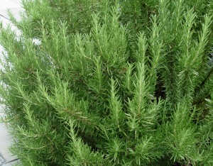 Rosemary