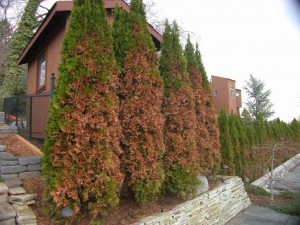 Arborvitae with browned needles on the road side from salty slush plow-throws.