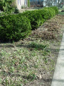 The boxwoods are trimmed, and the liriope and hardy geraniums are clipped... a few jobs done.