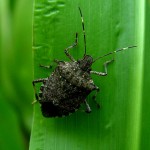 Don’t Kiss Those Stinkbugs Goodbye Yet