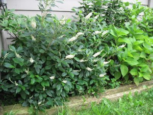 Summersweet 'Compacta'