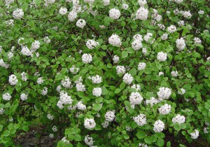 Korean spice viburnum in bloom.