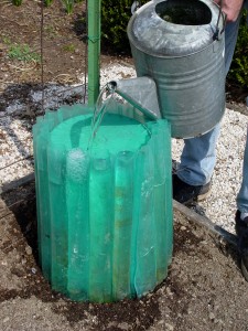 Filling a Wall 'o Water with water to insulate the early tomatoes.