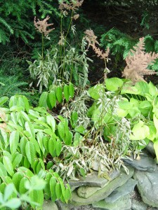 Astilbes frying in summer heat.