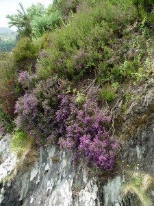 How can heather grow in solid rock but not even when we baby it in our yard? Answer: This one's in Ireland.