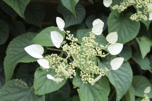 Japanese hydrangea vine 'Moonlight' -- slow to get going but excellent when it gets there.