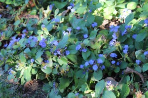 Leadwort blooming in September.