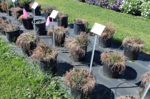 What lobelias usually look like in summer. Here's a trial planting of them at Penn State's Trial Gardens.
