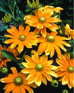 Gloriosa daisy 'Prairie Sun.'