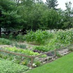 Grow Vegetables in the Shade? It’s Possible…