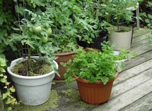 Try growing a few veggies in pots to gauge your light situation before digging a permanent garden.