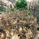 Landscape plants suffered worst beating in 25 years