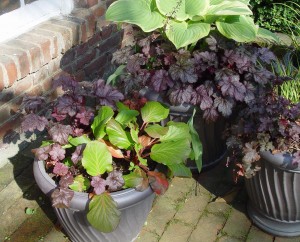 This grouping holds mostly perennial flowers.