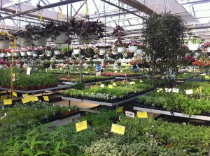 Inside Black Creek Greenhouse in East Earl... one of the stops on George's Plant Safari.