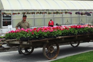 George sniffing out geranium bargains.