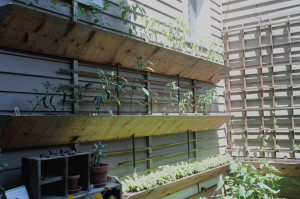 Peppers and basil growing in boxes on a wall.