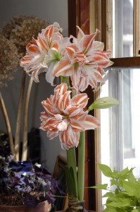 Amaryllis is one holiday plant you can keep going for years. This one is a double one called 'Dancing Queen' from Colorblends. (Credit: Colorblends Inc.)