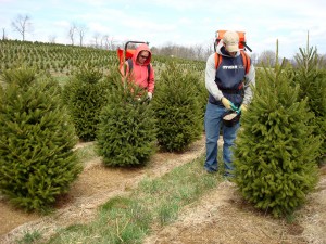 Rod and Tyler Wert fertilize a stand of young Christmas trees at their Blue Ridge Christmas Tree Farm in Lebanon County.