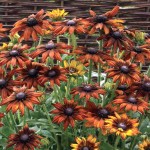 Best New Perennial Flowers of 2015