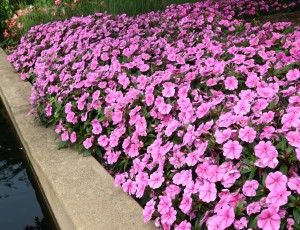 The new impatiens Bounce Pink Flame. Credit: All-America Selections