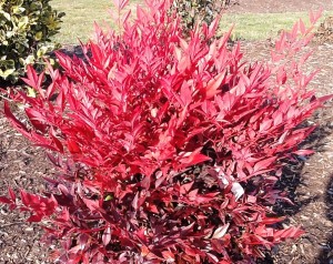 Nandina 'Tuscan Flame.' Credit: David Wilson/Garden Splendor Plants