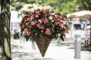 SunPatiens Spreading Shell Pink. Credit: All-America Selections