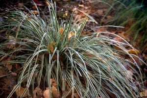 Credti: David Wilson/Garden Splendor Plants