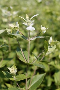 The bloom of a clustered mountain mint.