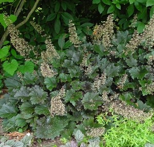 Credit: North Creek Nurseries