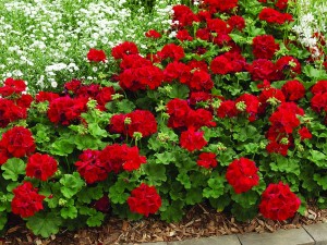 Credit: National Garden Bureau