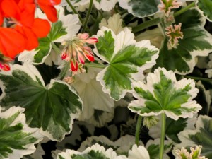 Geranium Gliterrati Ice Queen. Credit: Hort Couture