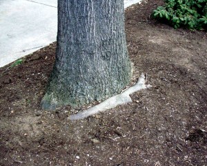 A girdling root can be seen near the surface of this struggling pin oak.