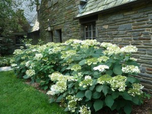 Hydrangea 'Haas' Halo.' Credit: Plants Nouveau