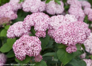 Hydrangea Incrediball Blush. Credit: Proven Winners/ColorChoice
