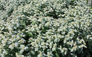 mountain.mint