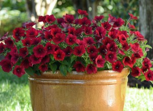 Petunia Easy Wave Red Velour. Credit: National Garden Bureau