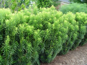 Cephalotaxus harringtonia 'Fastigiata' at Ginter