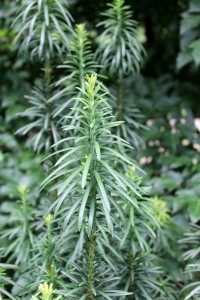 Closeup of Japanese plum yew shoot.