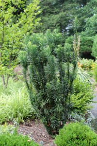 Upright habit of Japanese plum yew 'Fastigiata'