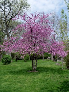 Redbud habit.