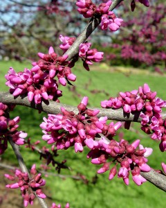 Redbud flowers about to open.
