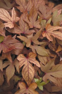 Sweet potato vine 'Sweet Caroline Bronze'