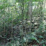 America’s Tropical Rainforest